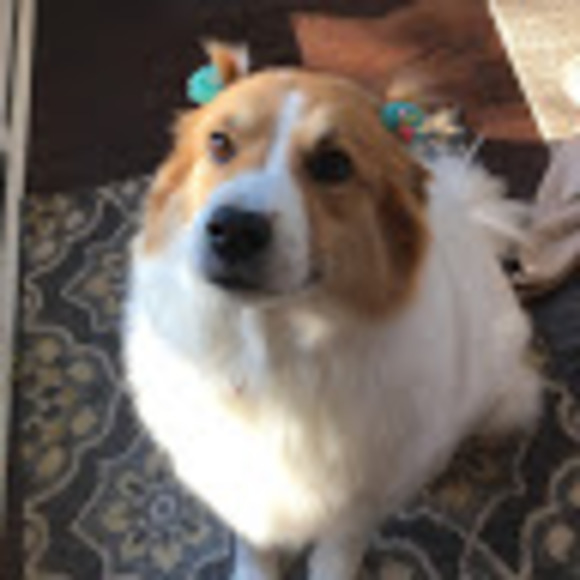 Meet your Posher, Kora - Picture 1 of 1